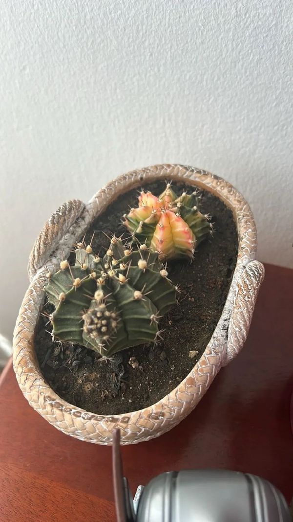 Identificação da planta Cacto-moon por foto